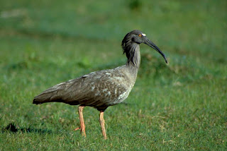 curicaca-cinza-31558-72.jpg Hosting at Sudaneseonline.com