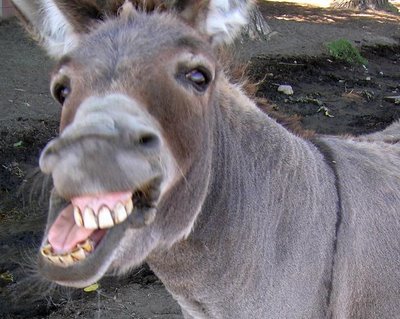 donkeysudan1sudan.jpg Hosting at Sudaneseonline.com