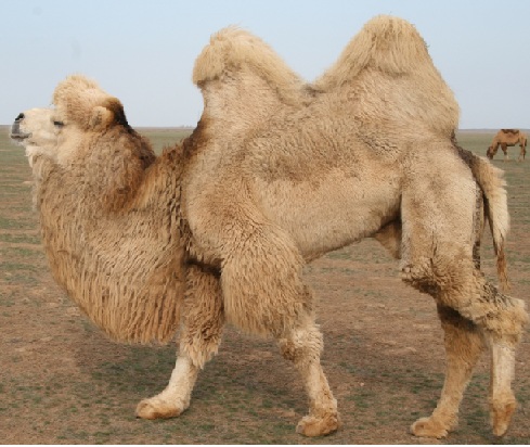 doublehump.jpg Hosting at Sudaneseonline.com