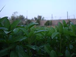 download16.jpg Hosting at Sudaneseonline.com