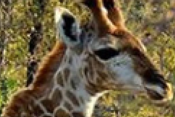 giraf.jpg Hosting at Sudaneseonline.com