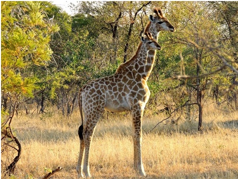 giraf8.jpg Hosting at Sudaneseonline.com