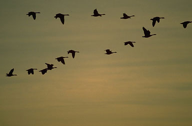 hk2889.JPG Hosting at Sudaneseonline.com