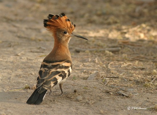 hoopoe-a.jpg Hosting at Sudaneseonline.com