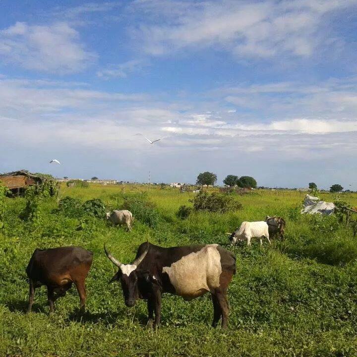 i7.jpg Hosting at Sudaneseonline.com