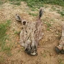 imagessudan4sudan4.jpg Hosting at Sudaneseonline.com