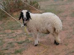 index11.jpg Hosting at Sudaneseonline.com