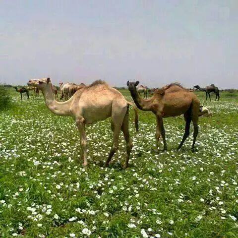 jjj.jpg Hosting at Sudaneseonline.com