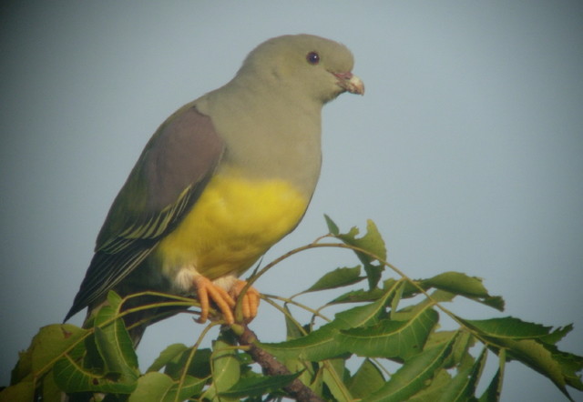 mk1258_green.jpg Hosting at Sudaneseonline.com