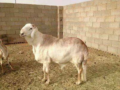 oo2.jpg Hosting at Sudaneseonline.com