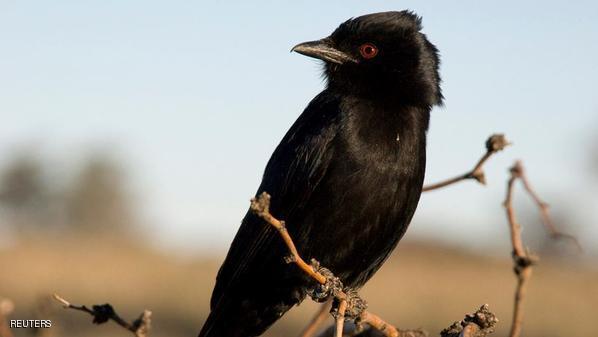 q1.jpg Hosting at Sudaneseonline.com