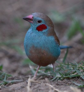 red_cheeked_cordon_bleu_-finch-273x300.jpg Hosting at Sudaneseonline.com