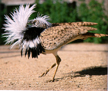 sudan5.jpg Hosting at Sudaneseonline.com