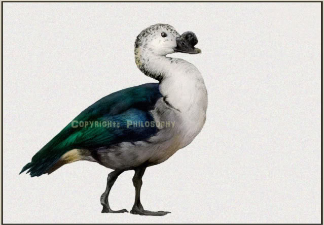 sudan6.jpg Hosting at Sudaneseonline.com