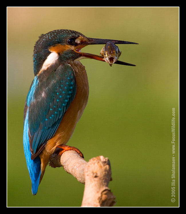 sudan9.jpg Hosting at Sudaneseonline.com