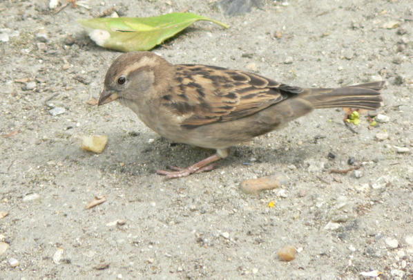 sudansudan4.jpg Hosting at Sudaneseonline.com