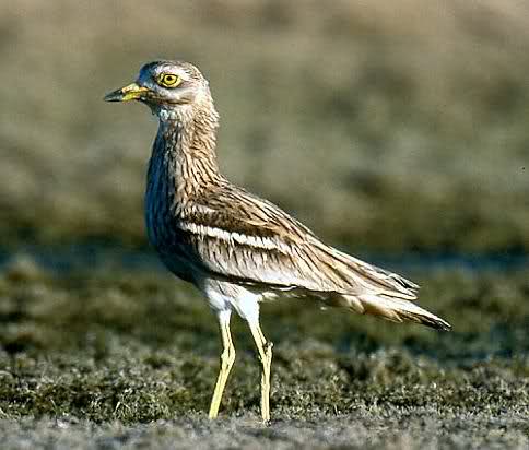 sudansudan5.jpg Hosting at Sudaneseonline.com