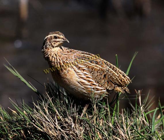 sudansudansudan23.jpg Hosting at Sudaneseonline.com