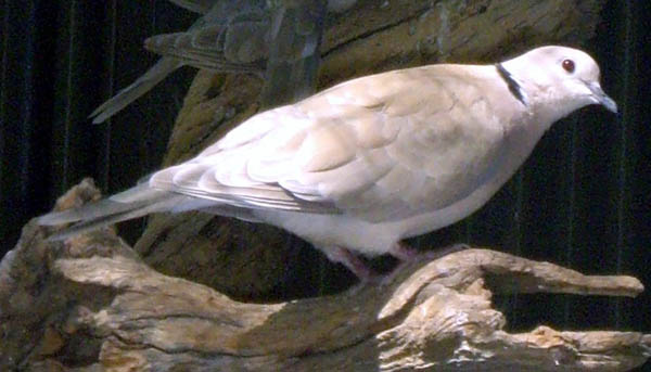 sudansudansudan25.jpg Hosting at Sudaneseonline.com