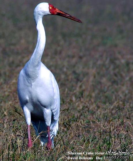 sudansudansudan27.jpg Hosting at Sudaneseonline.com