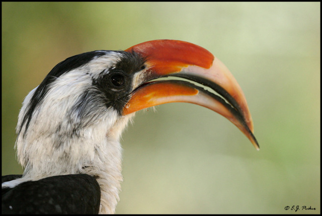 sudansudansudan29.jpg Hosting at Sudaneseonline.com