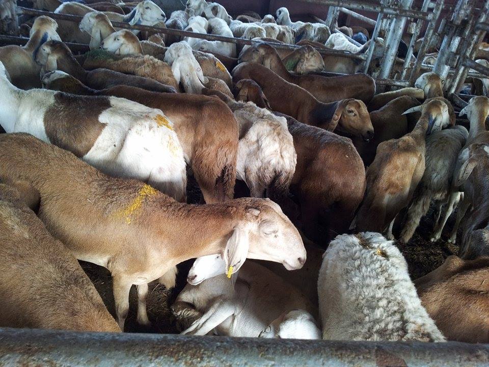 sudansudansudan50.jpg Hosting at Sudaneseonline.com