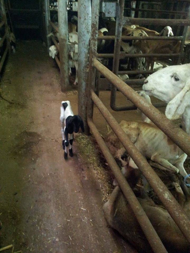 sudansudansudan51.jpg Hosting at Sudaneseonline.com