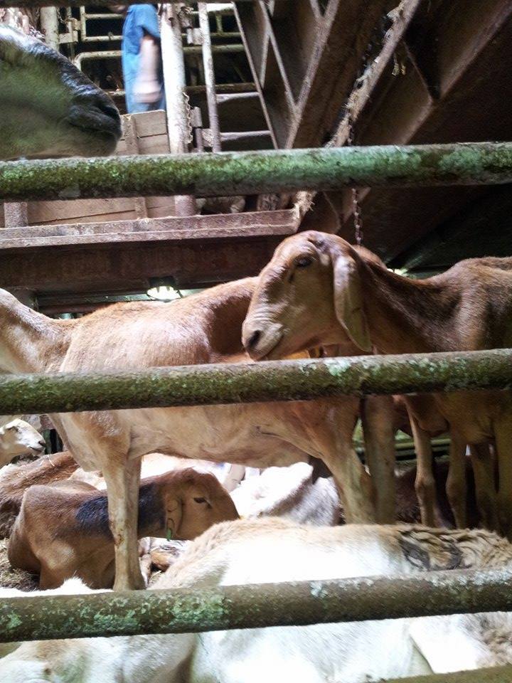 sudansudansudan52.jpg Hosting at Sudaneseonline.com