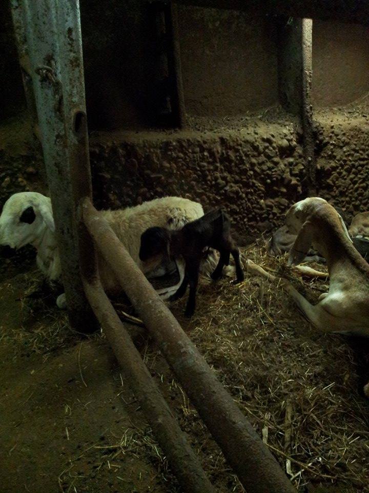 sudansudansudan55.jpg Hosting at Sudaneseonline.com