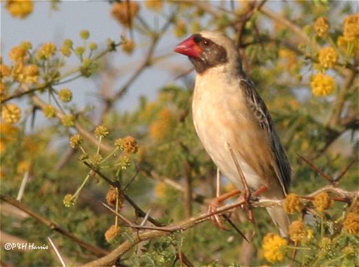 sudansudansudansudan101.jpg Hosting at Sudaneseonline.com