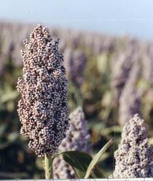 sudansudansudansudansudan198.jpg Hosting at Sudaneseonline.com