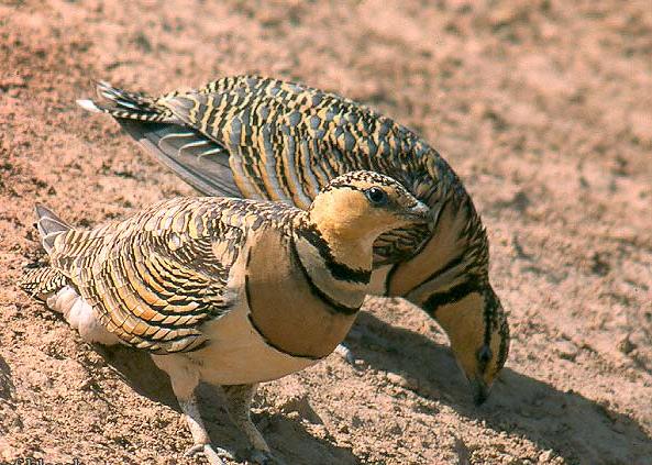 sudansudansudansudansudan71.jpg Hosting at Sudaneseonline.com