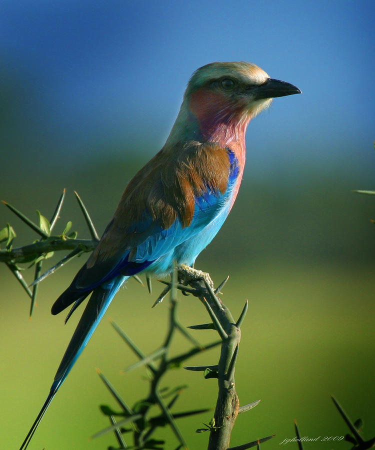 sudansudansudansudansudan74.jpg Hosting at Sudaneseonline.com