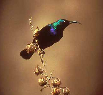 sudansudansudansudansudan77.jpg Hosting at Sudaneseonline.com