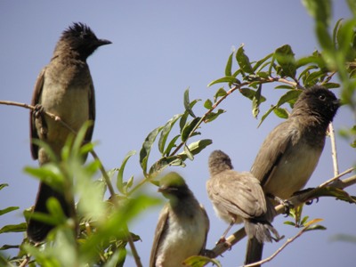 sudansudansudansudansudansudan53.jpg Hosting at Sudaneseonline.com