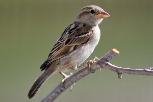 sudansudansudansudansudansudan54.jpg Hosting at Sudaneseonline.com