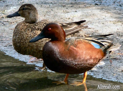 sudansudansudansudansudansudansudan40.jpg Hosting at Sudaneseonline.com