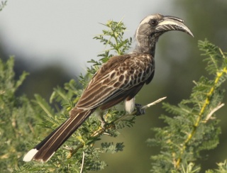 sudansudansudansudansudansudansudan46.jpg Hosting at Sudaneseonline.com