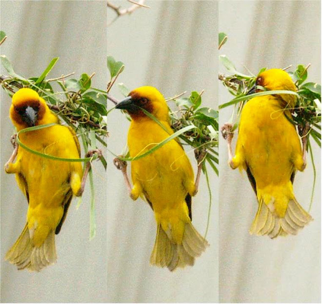 sudansudansudansudansudansudansudansudan29.jpg Hosting at Sudaneseonline.com