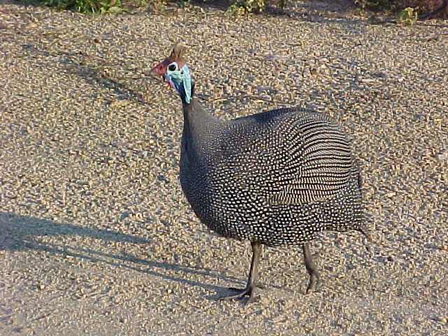 sudansudansudansudansudansudansudansudansudan43.jpg Hosting at Sudaneseonline.com