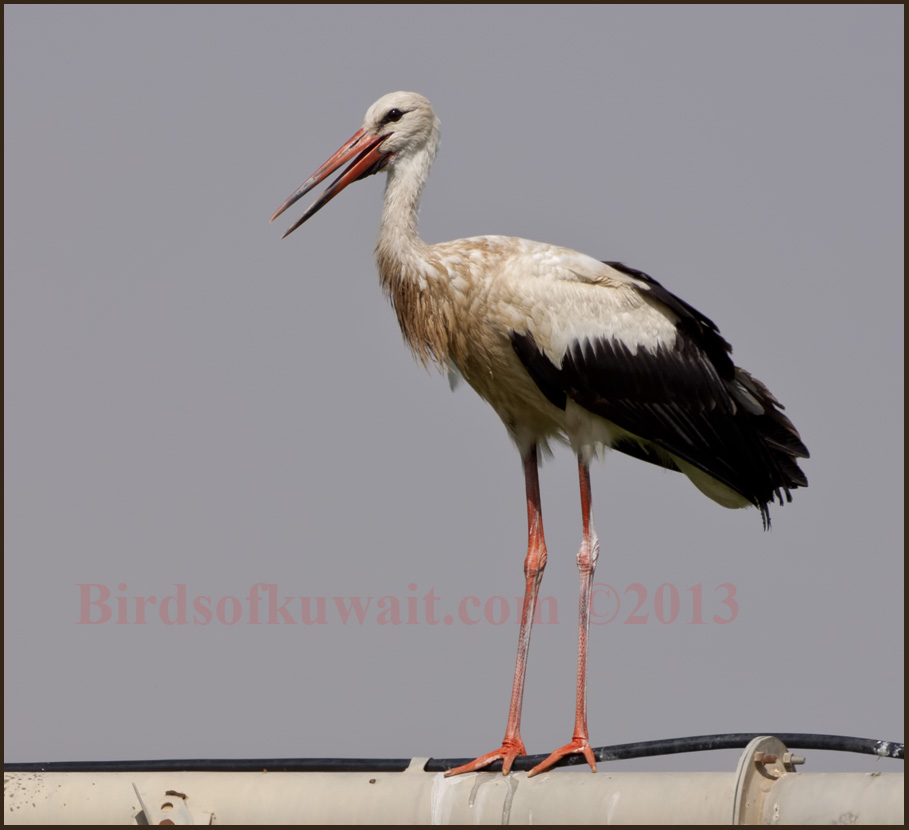 sudansudansudansudansudansudansudansudansudansudansudansudan23.jpg Hosting at Sudaneseonline.com