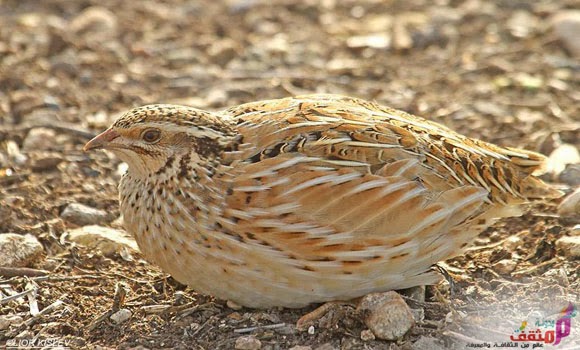 sudansudansudansudansudansudansudansudansudansudansudansudansudansudansudansudansudan3sudan.JPG Hosting at Sudaneseonline.com