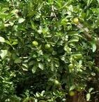 sudphoto816.jpg Hosting at Sudaneseonline.com