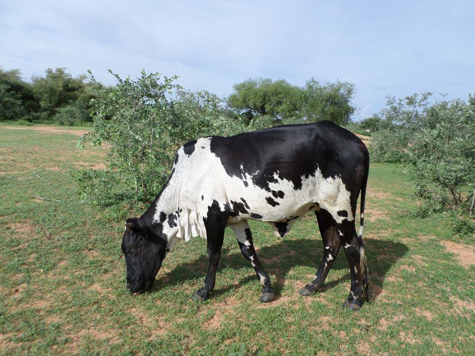 to1.jpg Hosting at Sudaneseonline.com