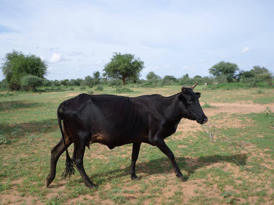 to2.jpg Hosting at Sudaneseonline.com