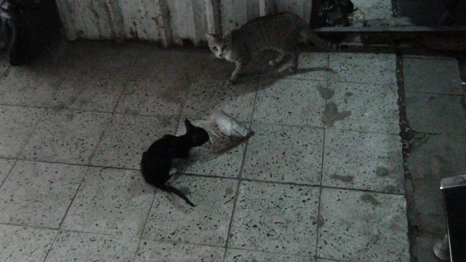 10848007_10202055689793965_3053406893632389994_nsudan1sudan.jpg Hosting at Sudaneseonline.com