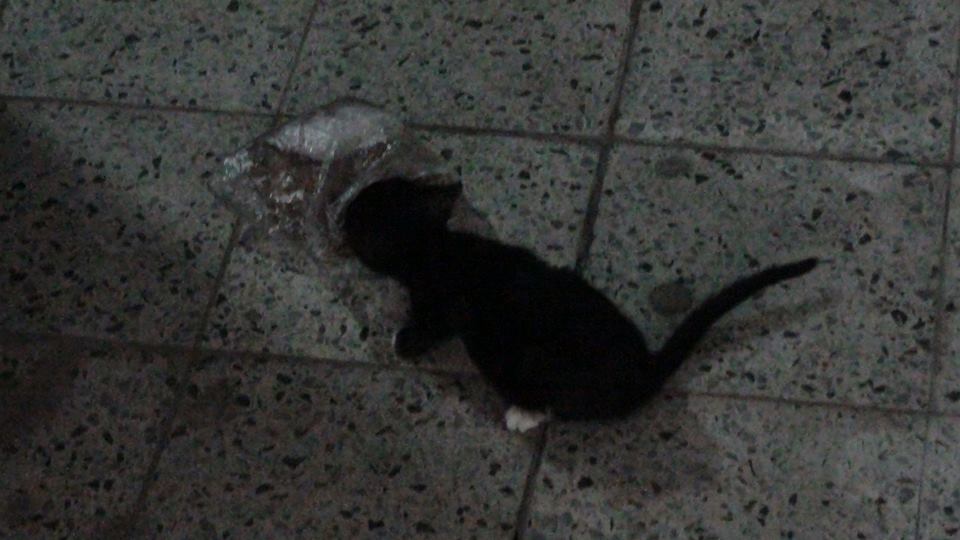 10849879_10202055686273877_5871980722835663153_nsudan1sudan.jpg Hosting at Sudaneseonline.com