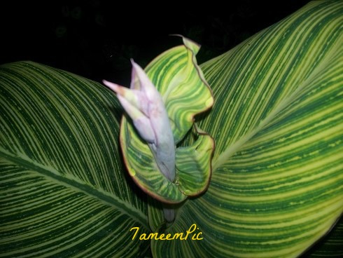 20131205_202543.jpg Hosting at Sudaneseonline.com