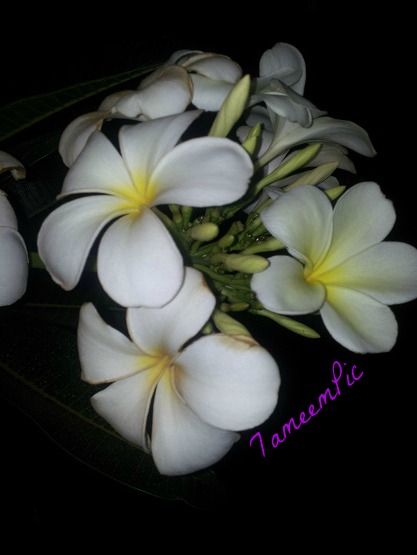 20140317_221105.jpg Hosting at Sudaneseonline.com