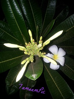 20140317_221201.jpg Hosting at Sudaneseonline.com